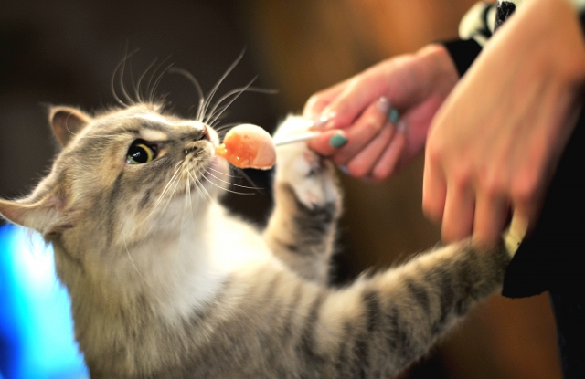 猫のおやつは注意が必要 その一口で寿命が縮む Happy 猫 Life