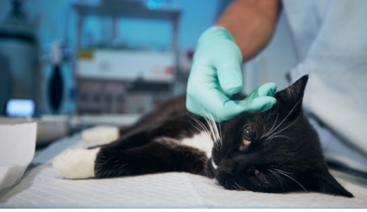 猫の慢性腎臓病とは？予防方法や治療方法など詳しく解説